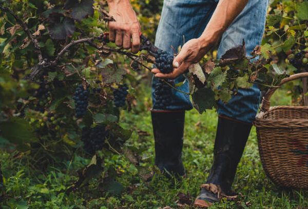 Vinos orgánicos: Un viaje a la esencia de la naturaleza